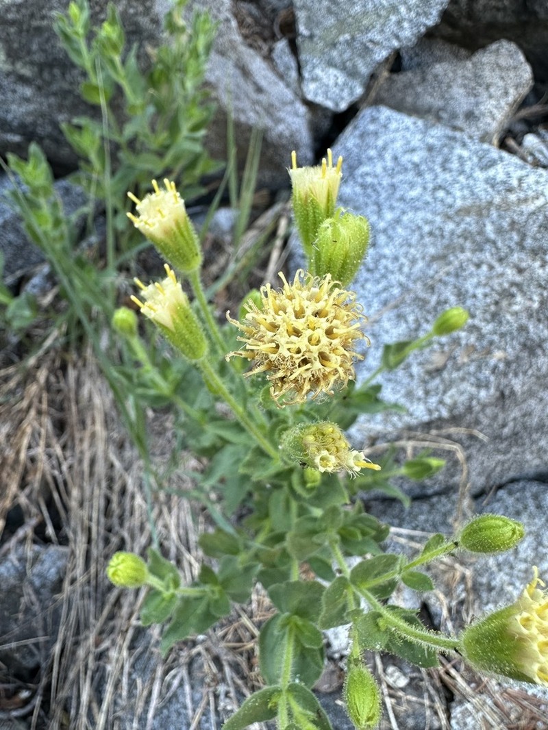 Mt. Shasta Arnica photo 4