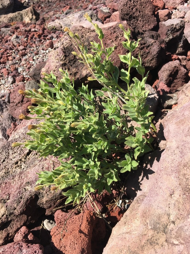 Mt. Shasta Arnica photo 5