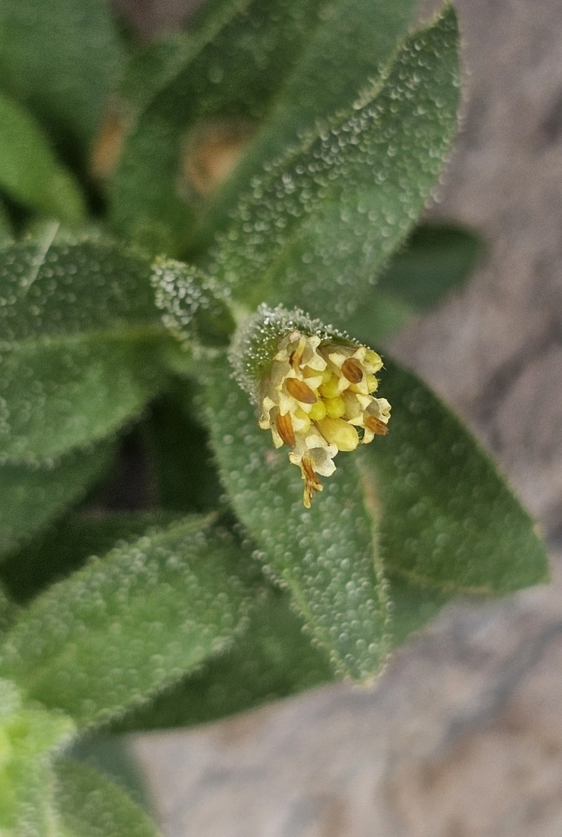 Mt. Shasta Arnica photo 6