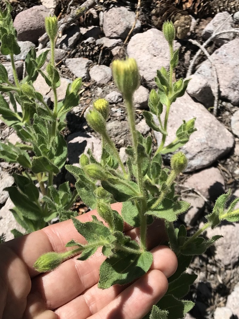 Mt. Shasta Arnica photo 7