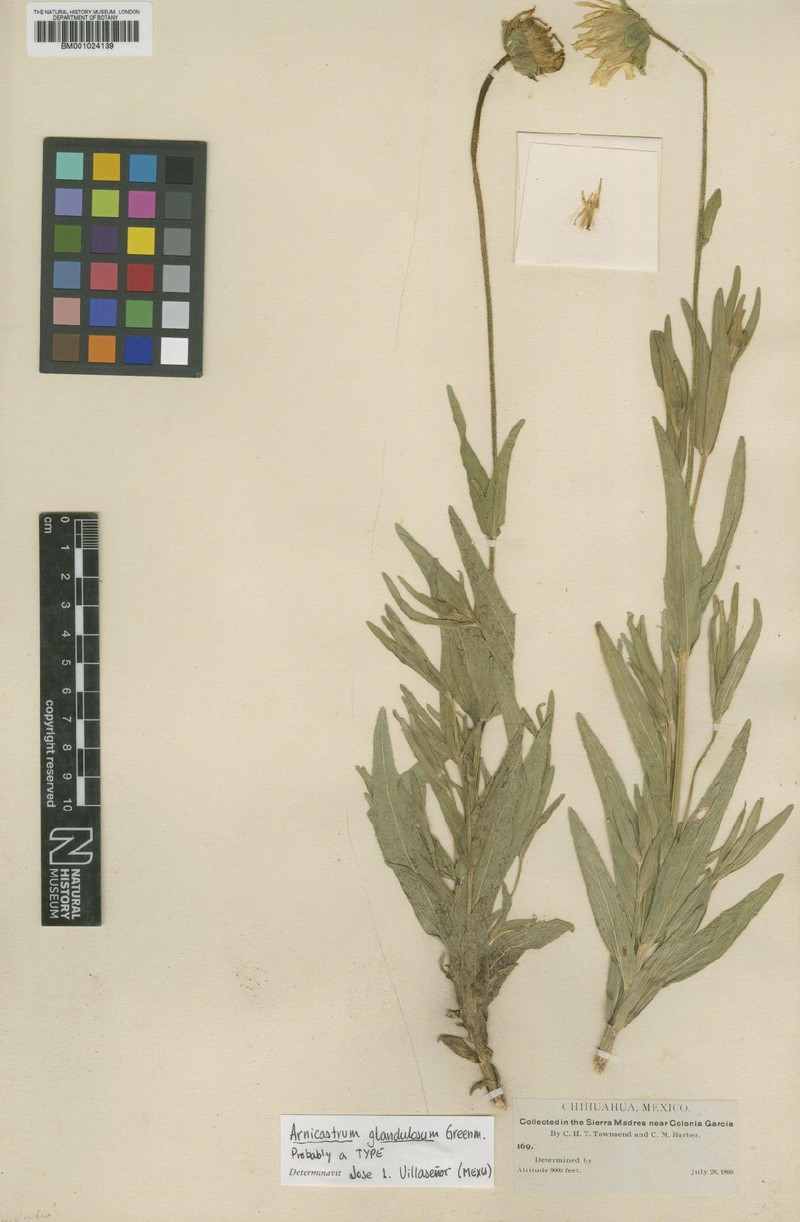 Arnicastrum glandulosum
