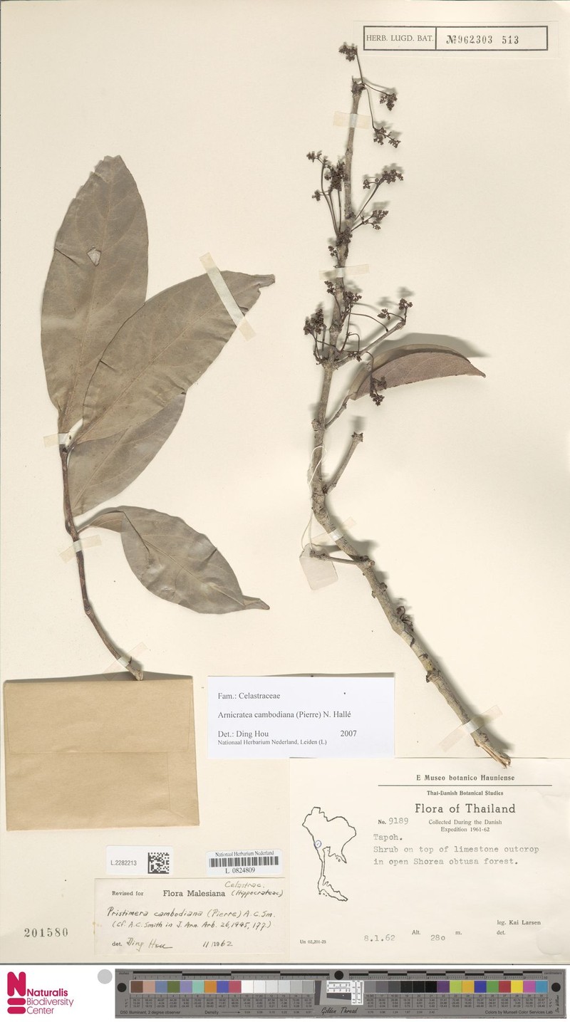 Arnicratea cambodiana