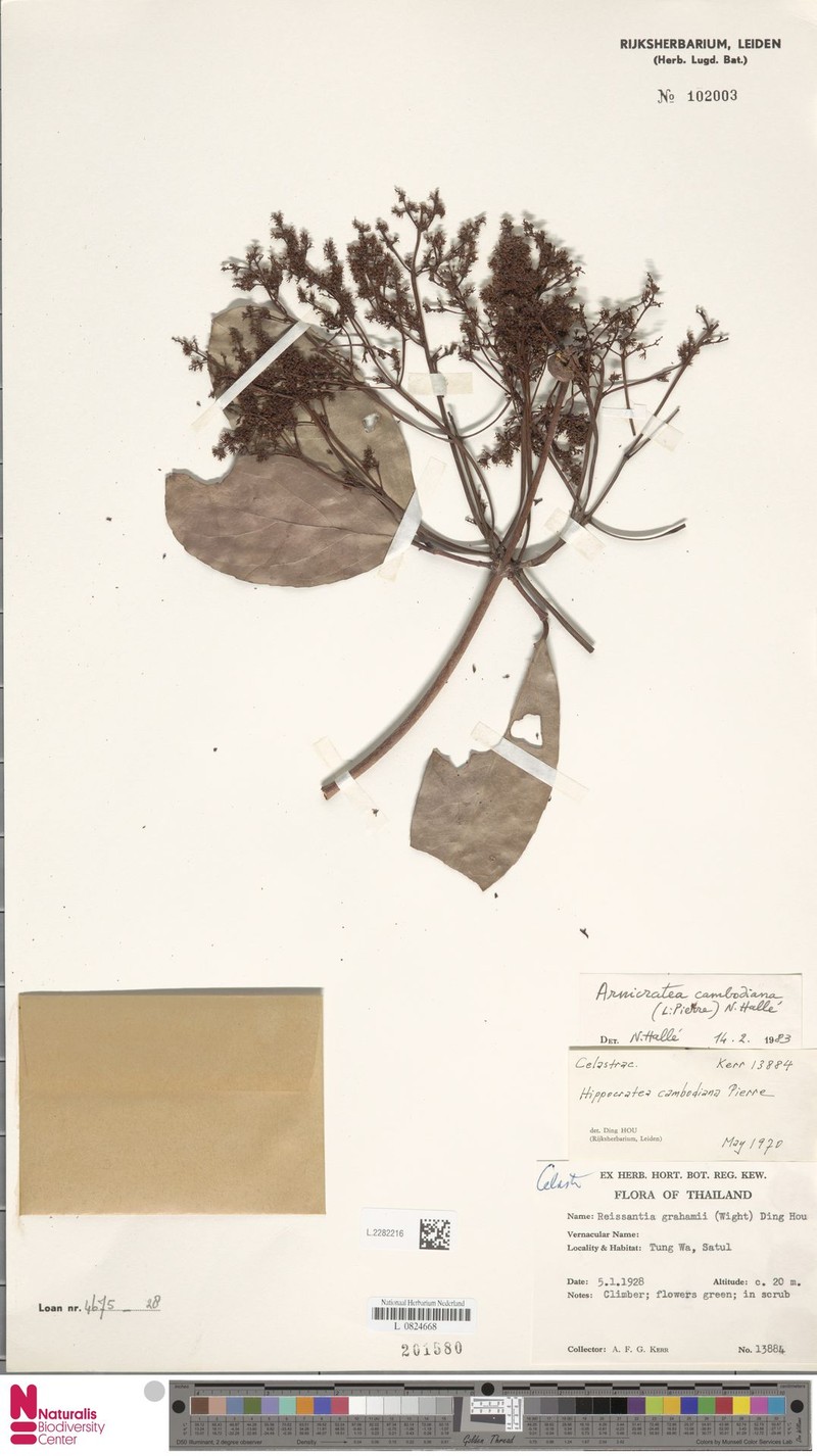 Arnicratea cambodiana photo 3