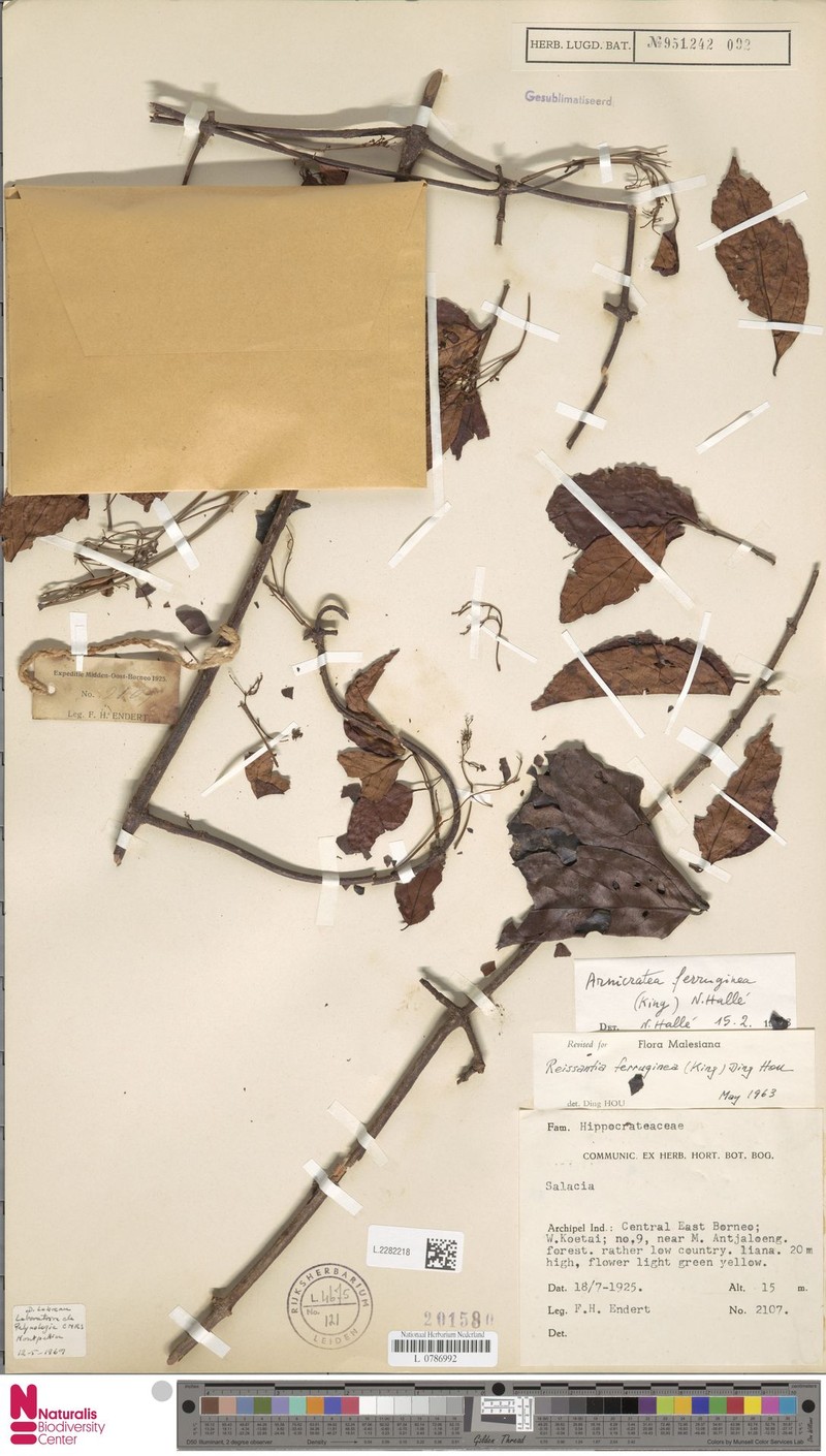 Arnicratea ferruginea