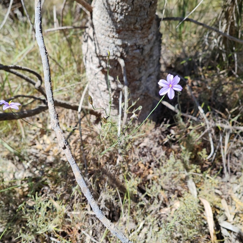 Arnocrinum preissii