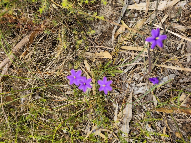 Arnocrinum preissii photo 2
