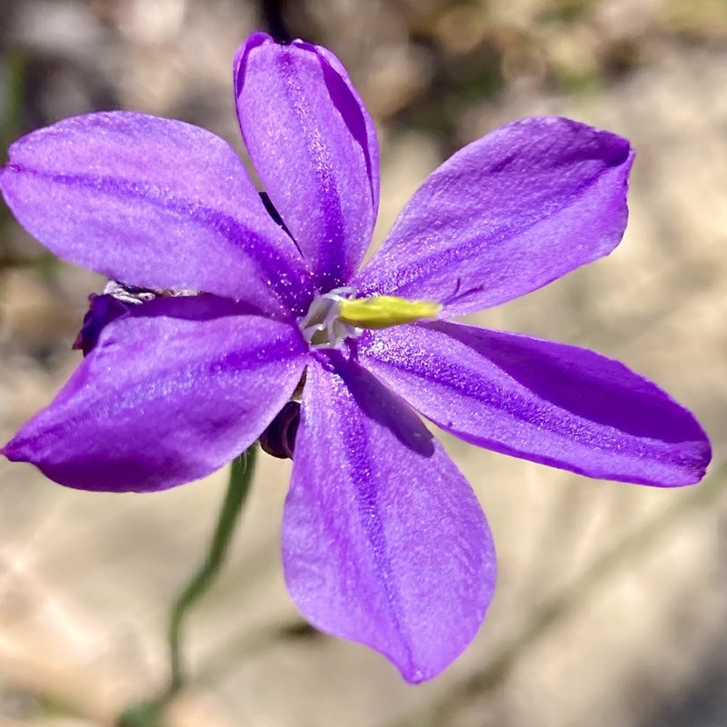 Arnocrinum preissii photo 3