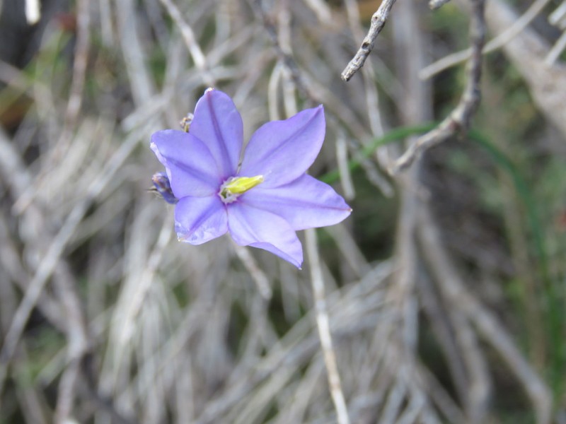 Arnocrinum preissii photo 4