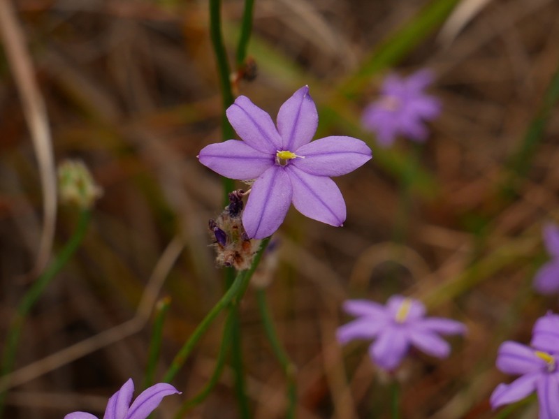 Arnocrinum preissii photo 5