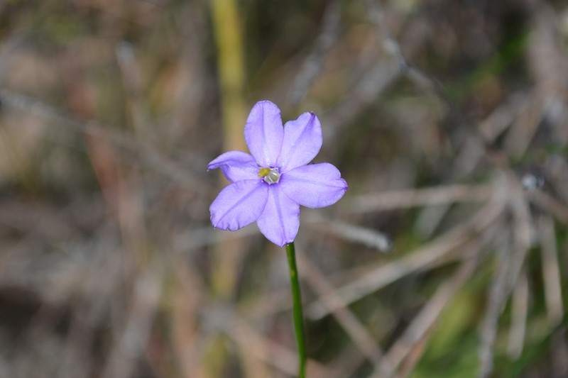 Arnocrinum preissii photo 6