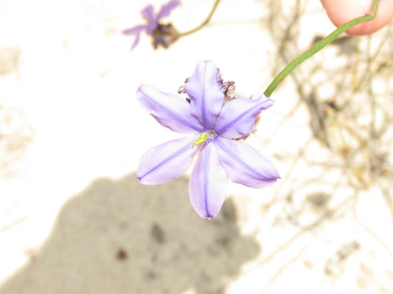 Arnocrinum preissii photo 7