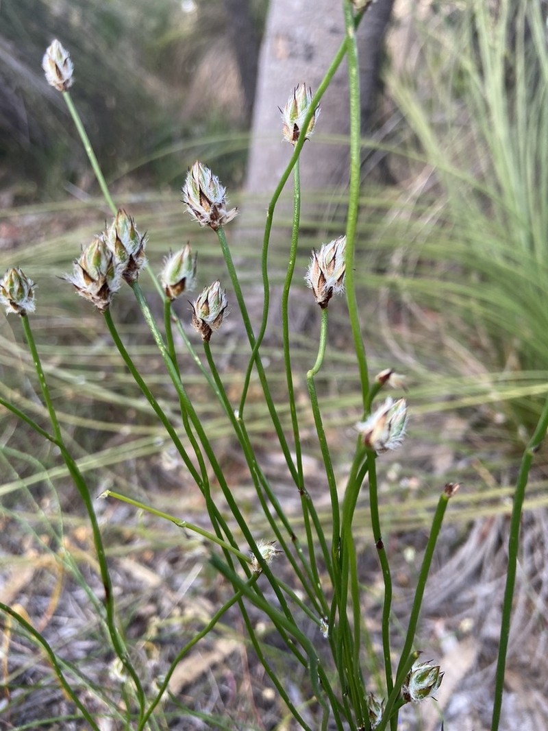 Arnocrinum preissii photo 8