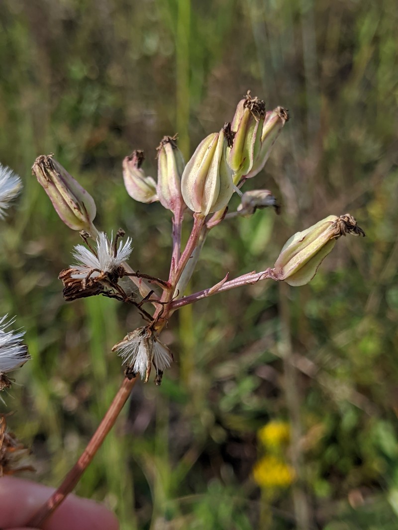 Bay County Indian Plantain