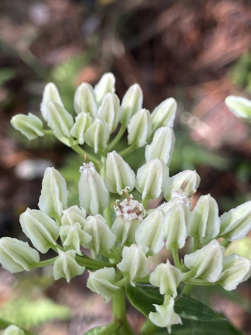 Bay County Indian Plantain photo 3