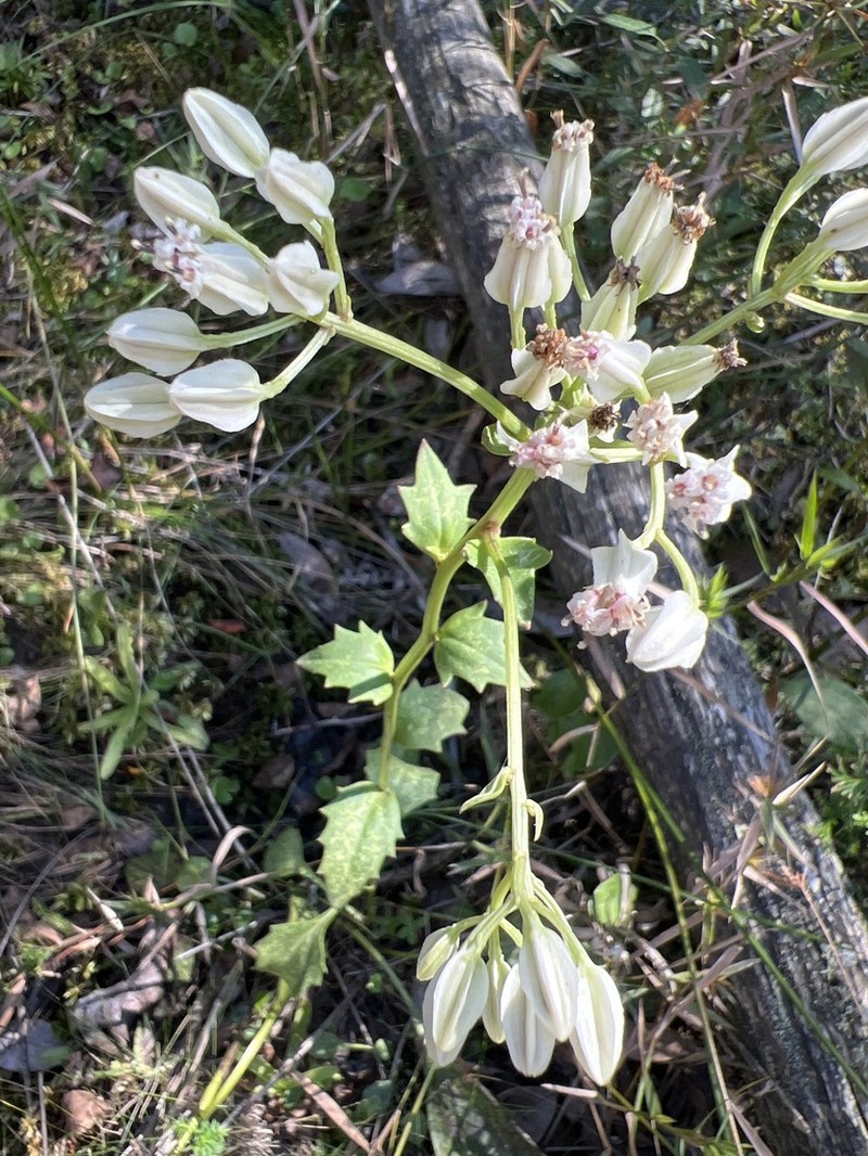Bay County Indian Plantain photo 4