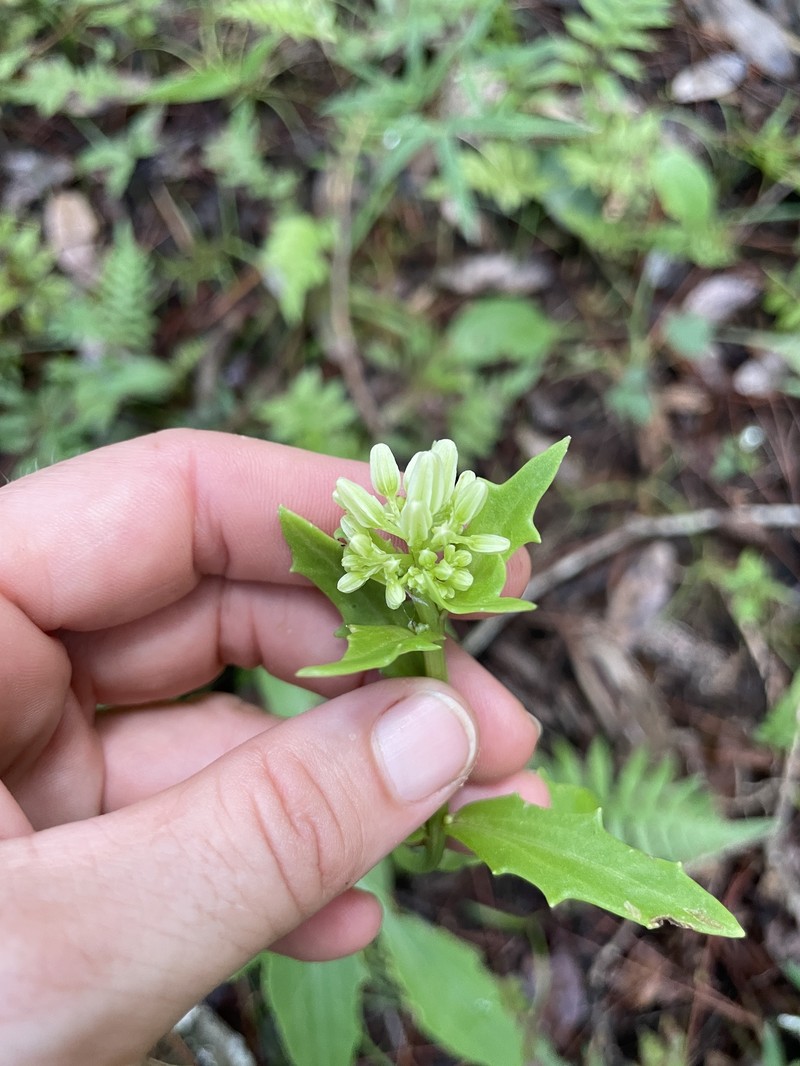 Bay County Indian Plantain photo 8