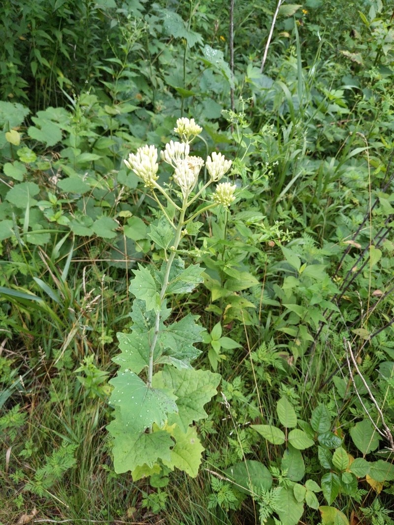Pale Indian Plantain