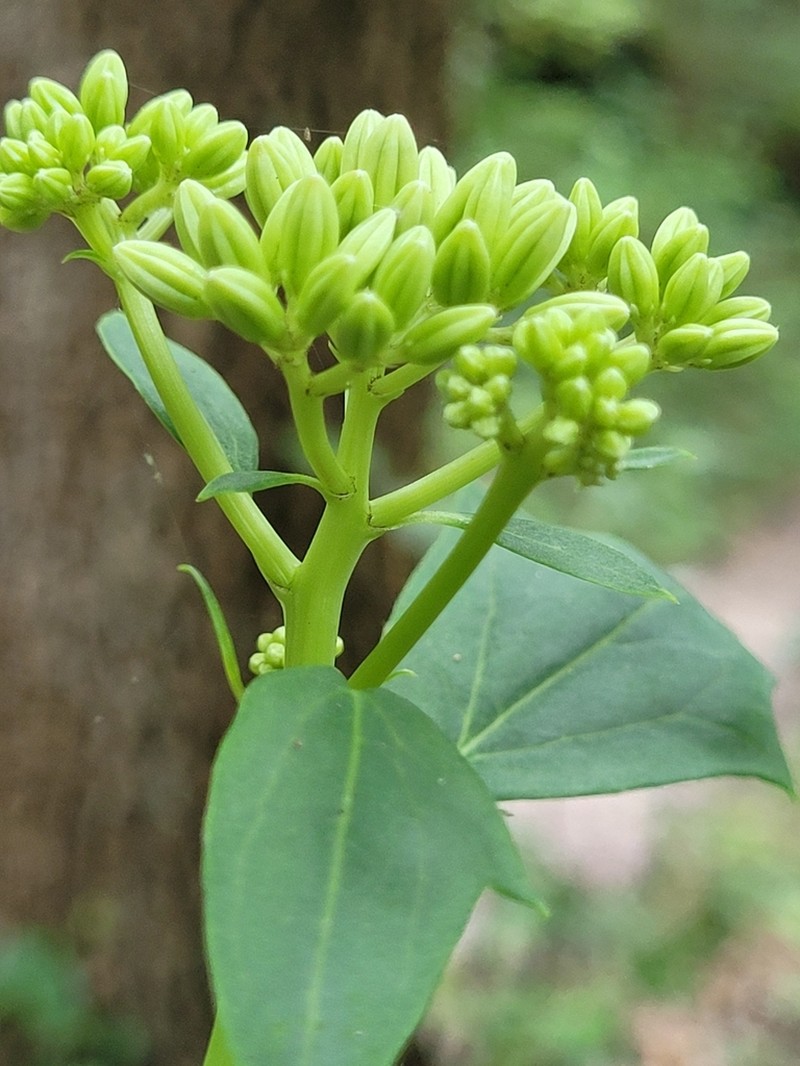 Pale Indian Plantain photo 2
