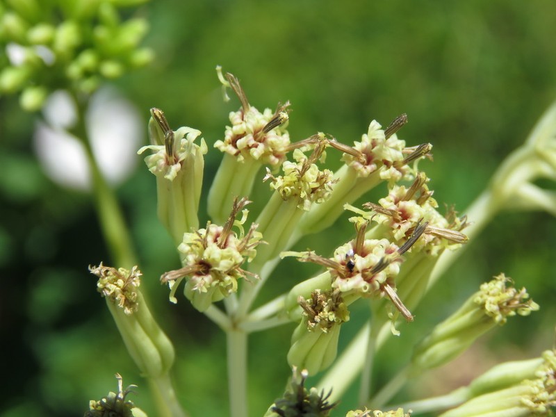 Pale Indian Plantain photo 3