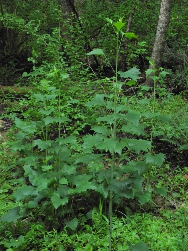 Pale Indian Plantain photo 4