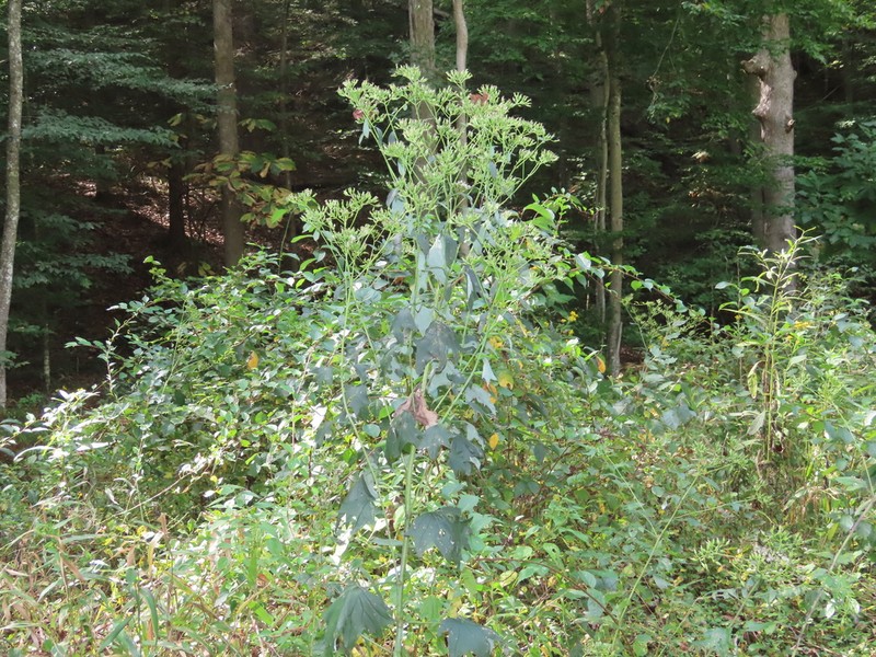 Pale Indian Plantain photo 5
