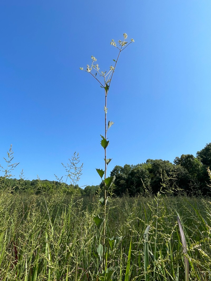Pale Indian Plantain photo 6