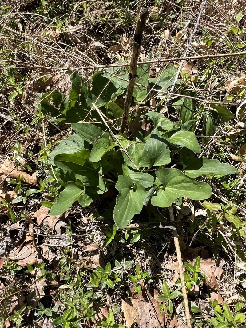 Pale Indian Plantain photo 7