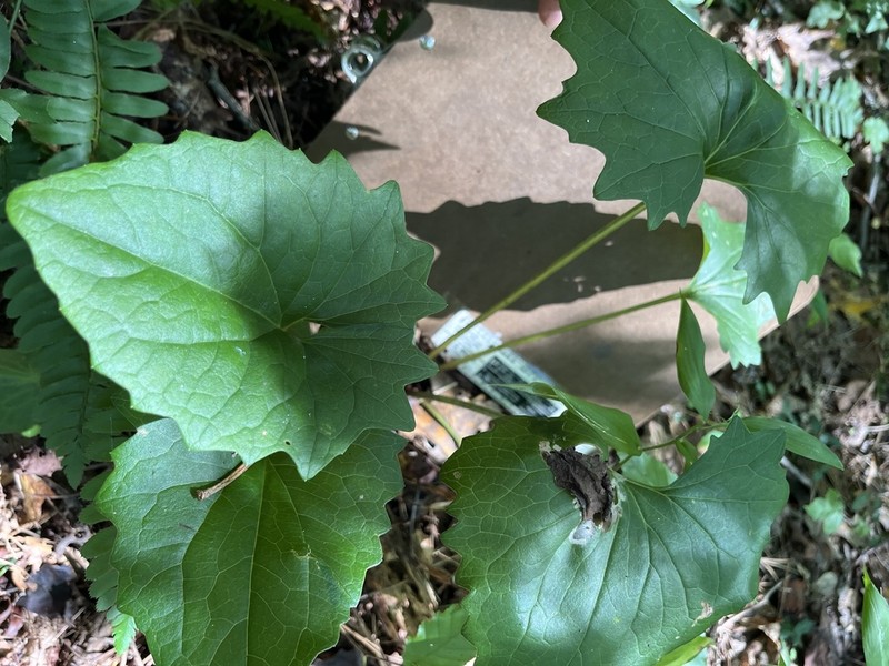 Pale Indian Plantain photo 8