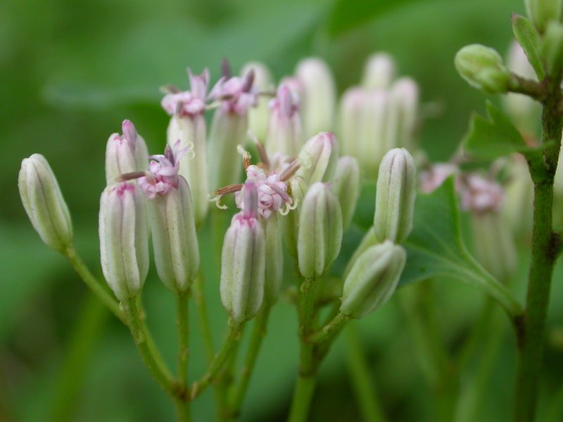 Variableleaf Indian Plantain
