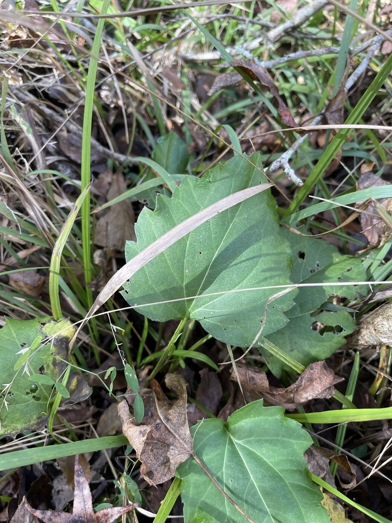 Variableleaf Indian Plantain photo 2