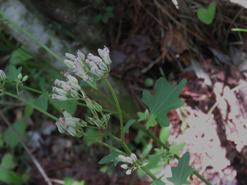 Variableleaf Indian Plantain photo 3
