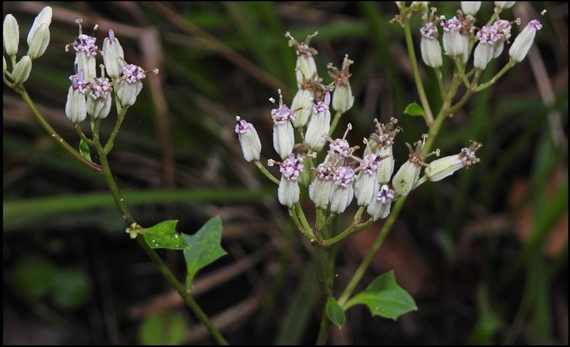 Variableleaf Indian Plantain photo 4