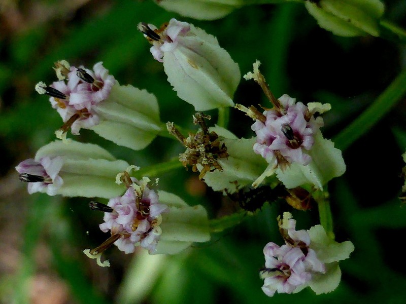 Variableleaf Indian Plantain photo 5