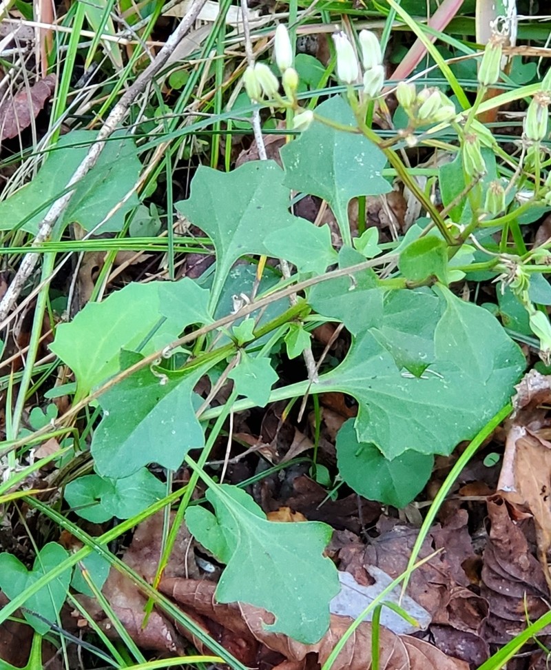 Variableleaf Indian Plantain photo 6