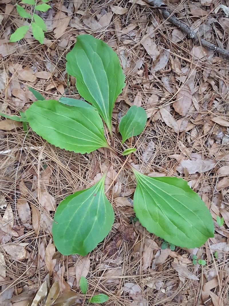 Florida Cacalia