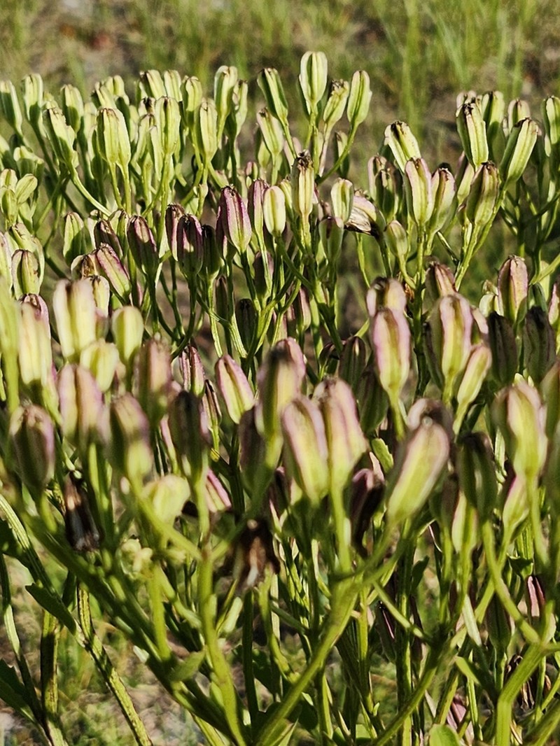 Florida Cacalia photo 2