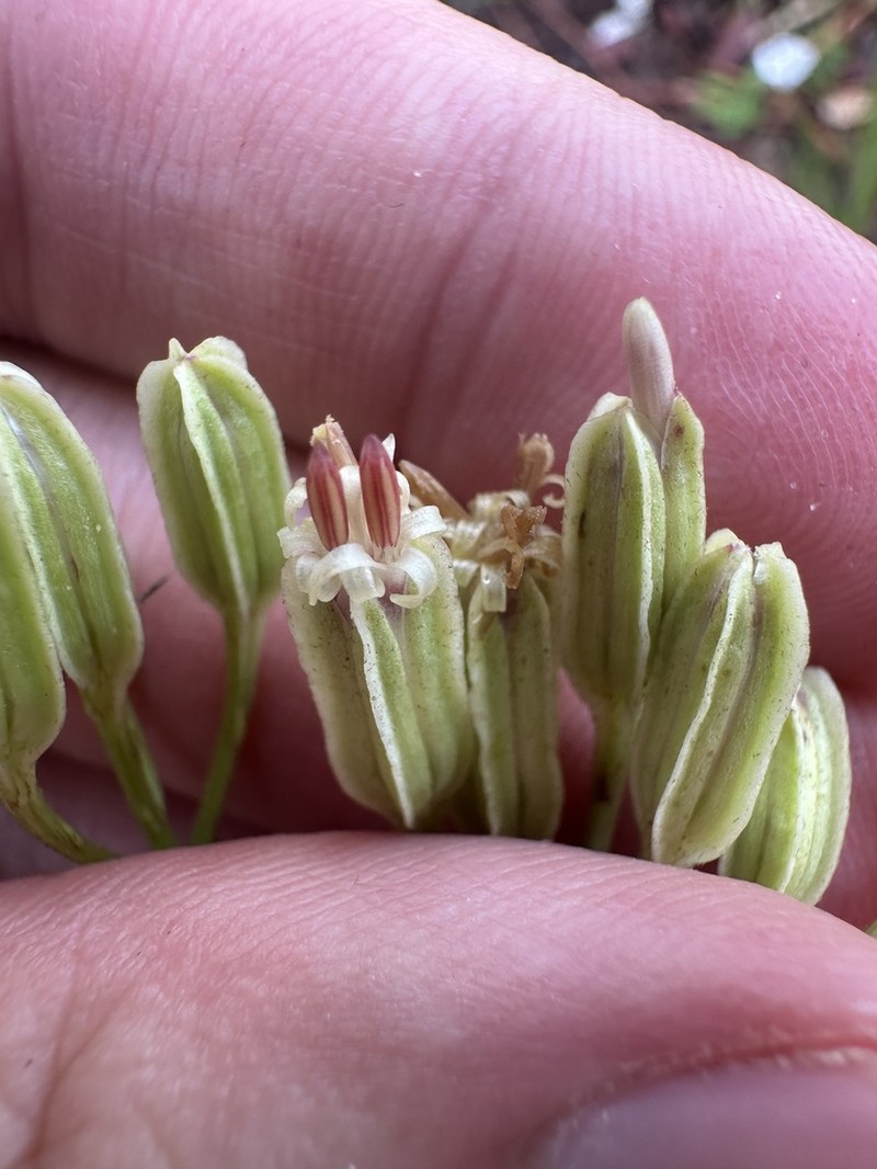 Florida Cacalia photo 3