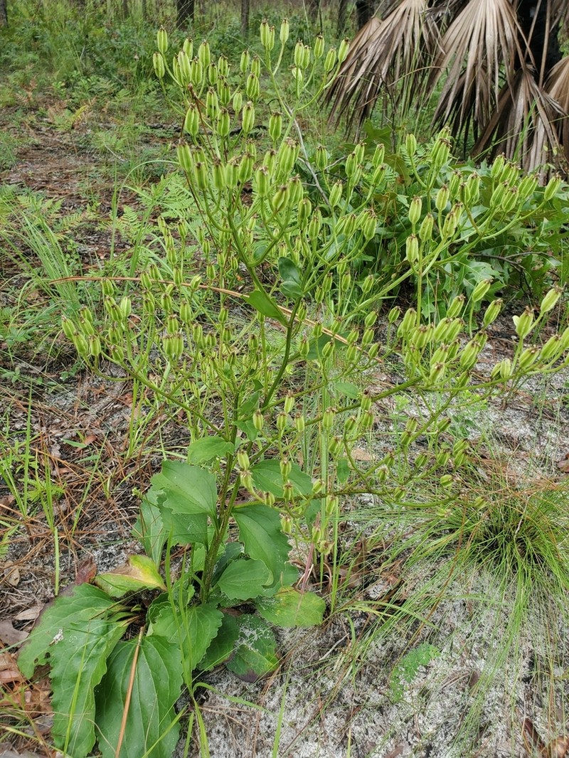 Florida Cacalia photo 4