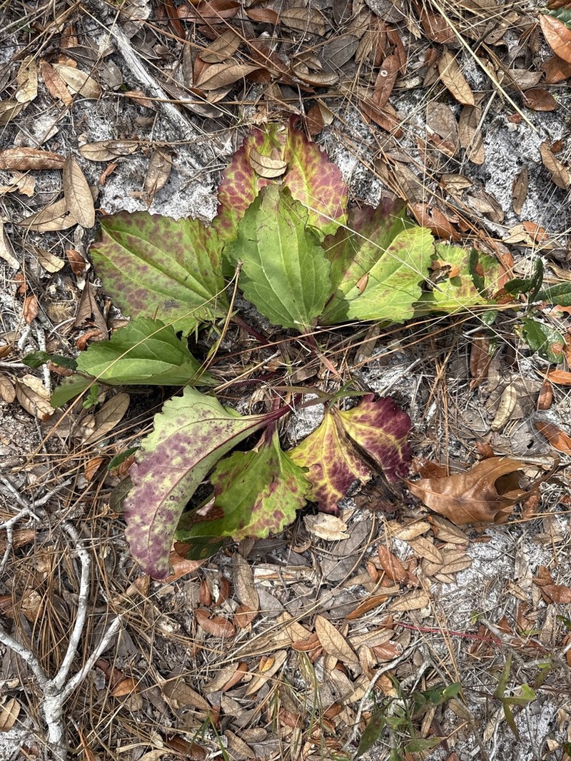 Florida Cacalia photo 5