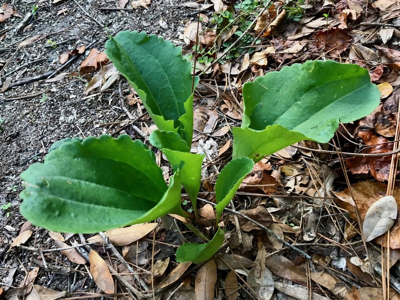 Florida Cacalia photo 6