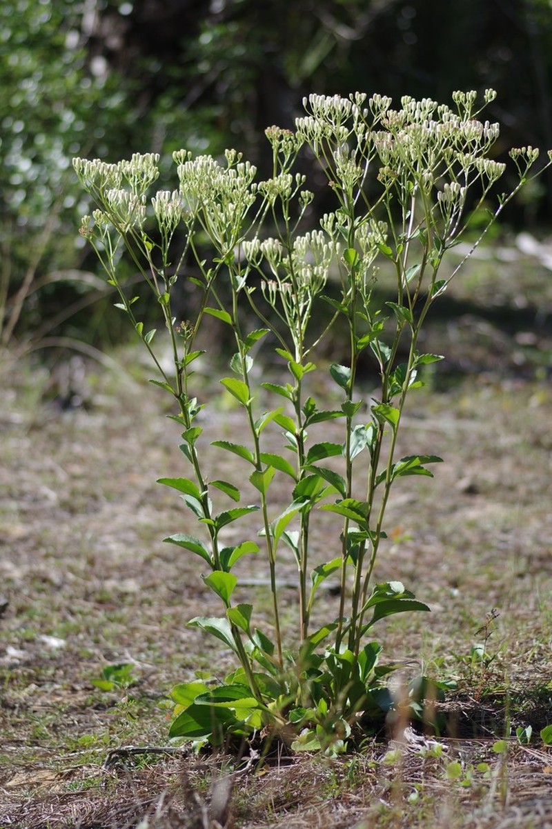 Florida Cacalia photo 7
