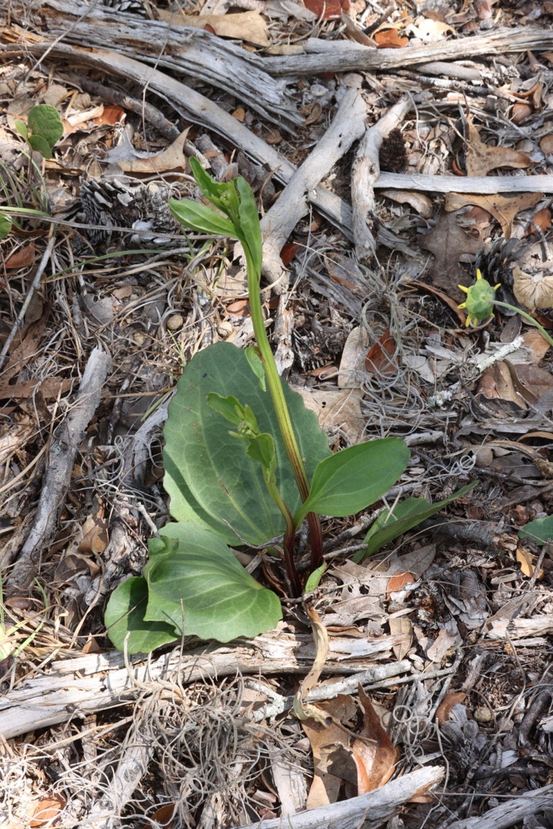 Florida Cacalia photo 8