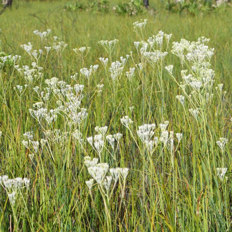Ovateleaf Cacalia photo 2
