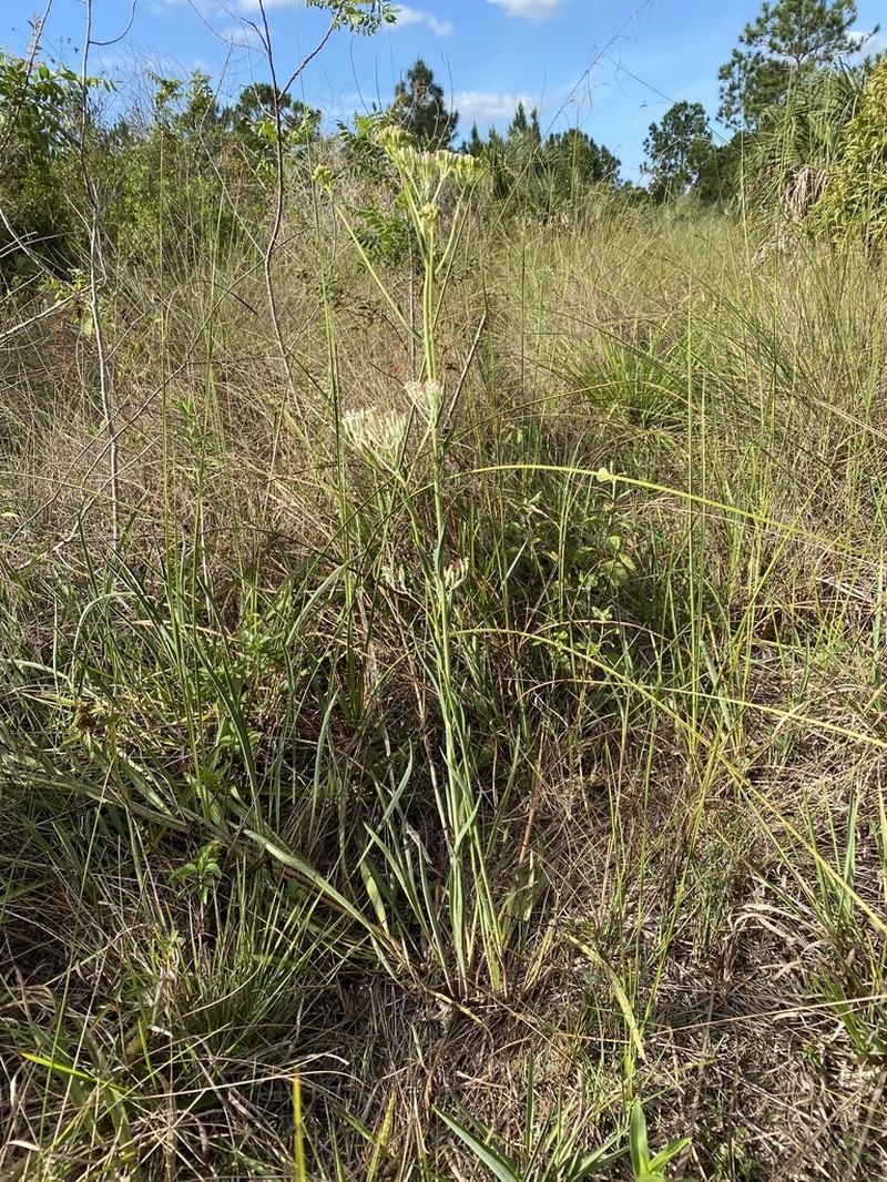Ovateleaf Cacalia photo 3