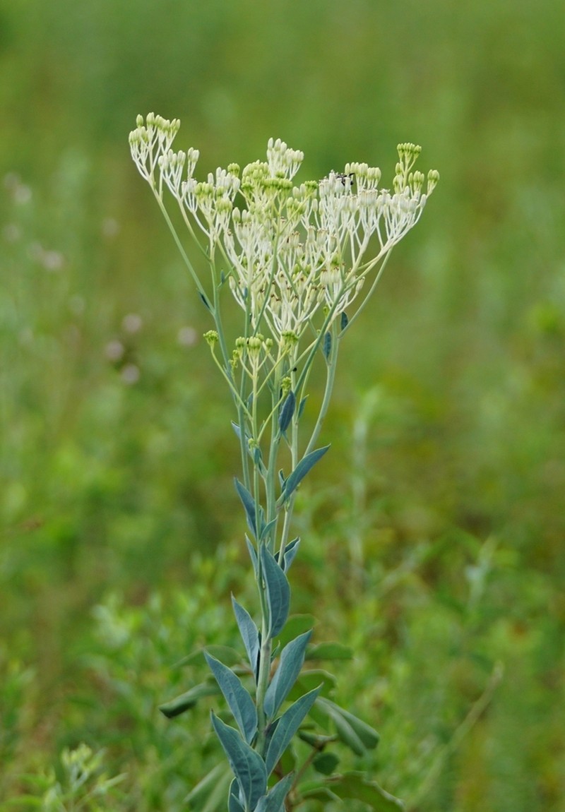 Ovateleaf Cacalia photo 4