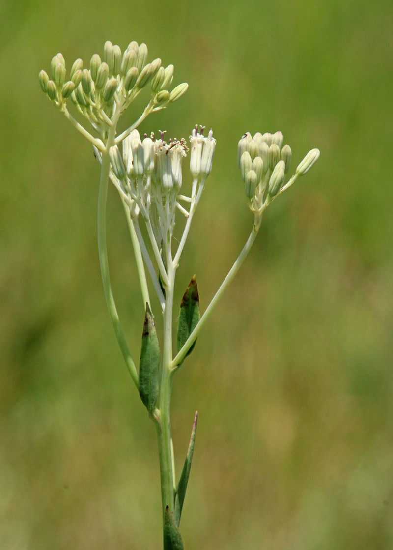 Ovateleaf Cacalia photo 5