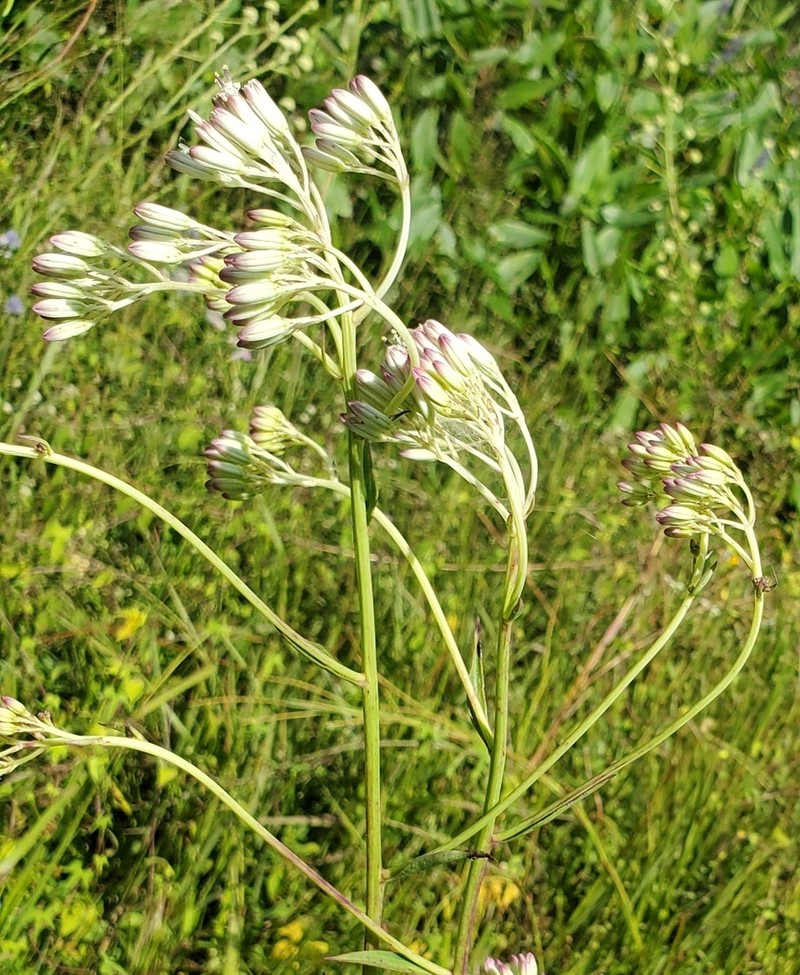 Ovateleaf Cacalia photo 6