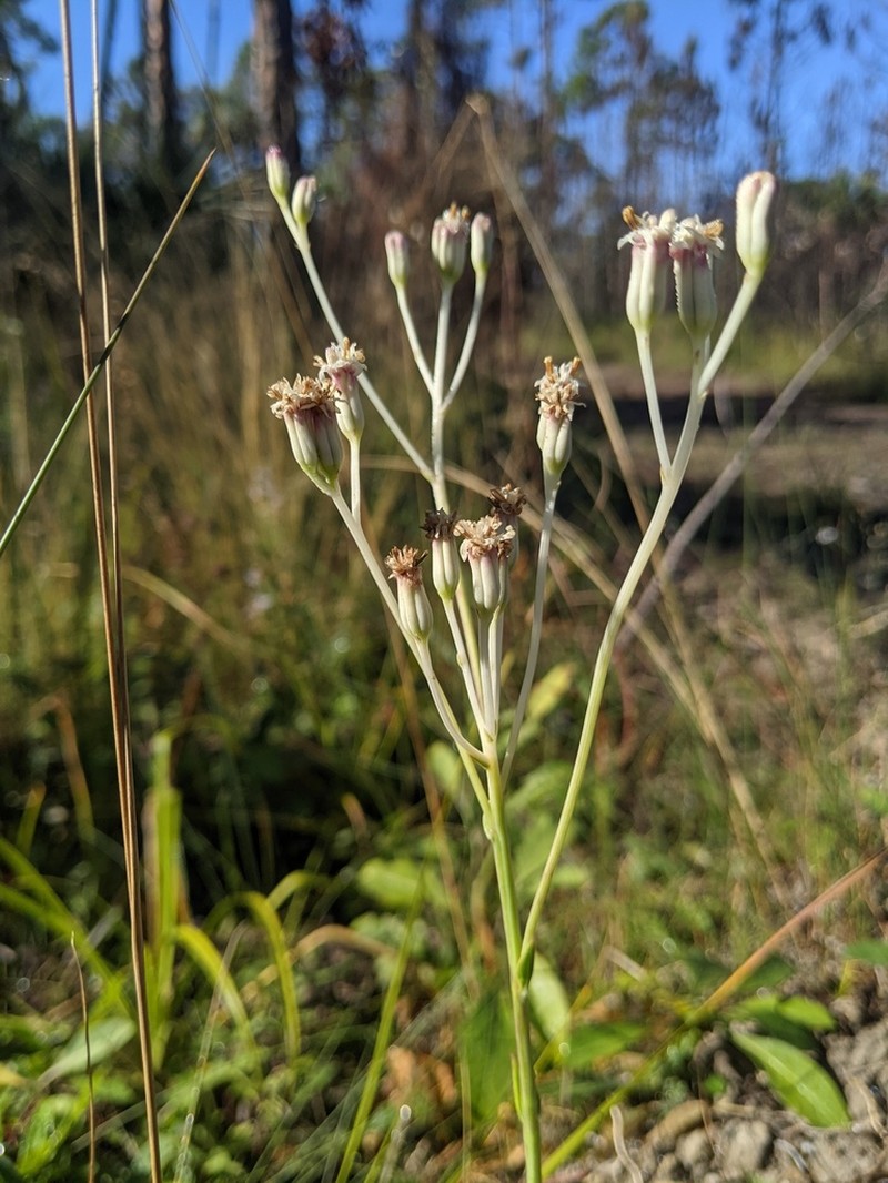Ovateleaf Cacalia photo 7