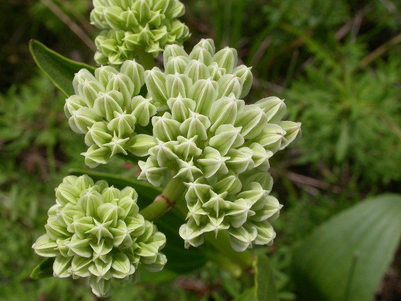 Groovestem Indian Plantain photo 2