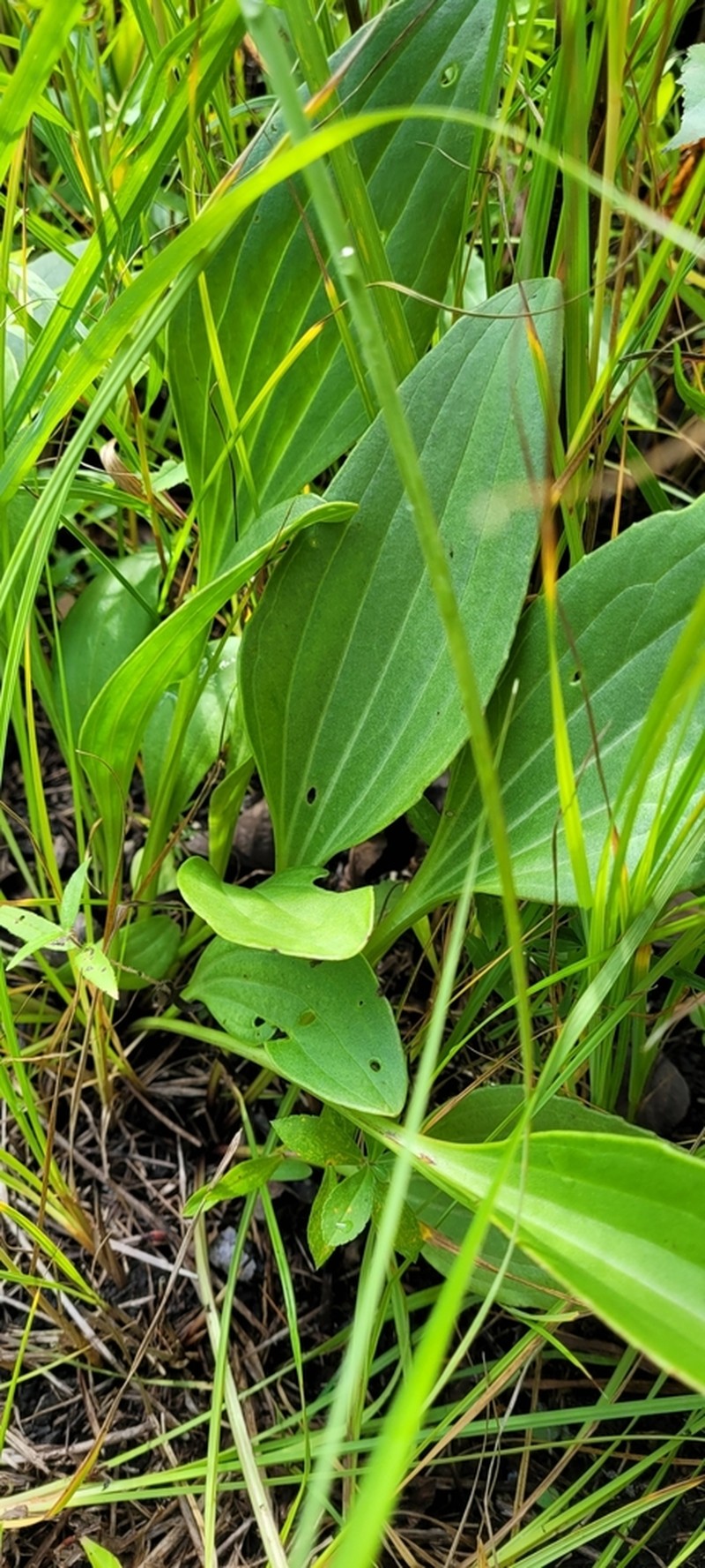 Groovestem Indian Plantain photo 3